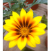 Gazania Magic