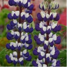 Lupin The Governor 19cm 3 Litre Pot