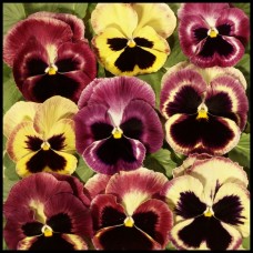 Pansy Summer Berries Mixed Bedding Tray