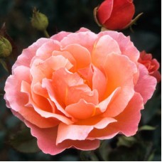 Rose Floribunda Fragrant Delight 