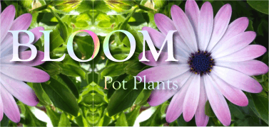 Bloom Pot Plants